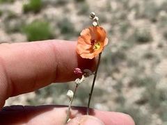 Sphaeralcea leptophylla