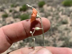 Sphaeralcea leptophylla