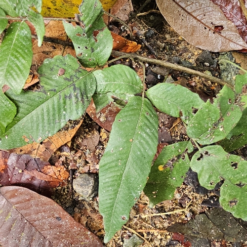 Thelypteris triphylla iNat (2)