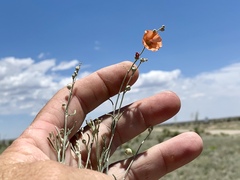 Sphaeralcea leptophylla