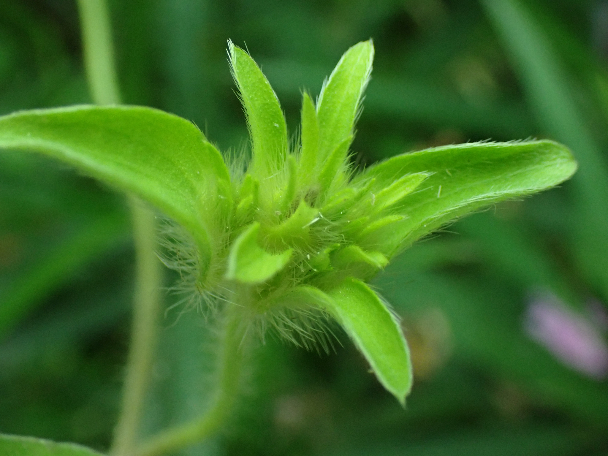 Ipomoea pes-tigridis — ảnh 3