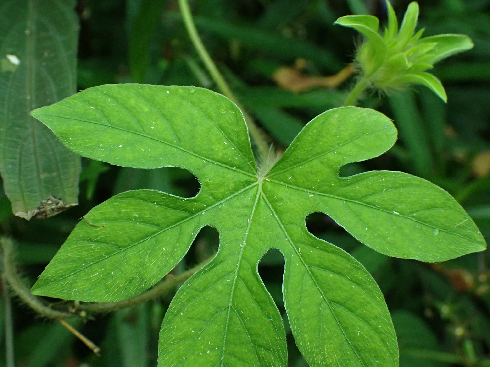 Ipomoea pes-tigridis — ảnh 2