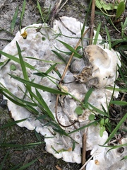 Pseudoinonotus