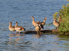Alopochen aegyptiaca