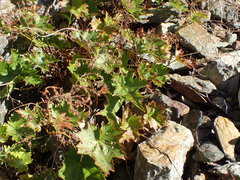Heuchera glabra