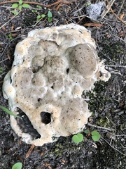 Pseudoinonotus