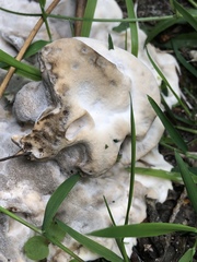 Pseudoinonotus