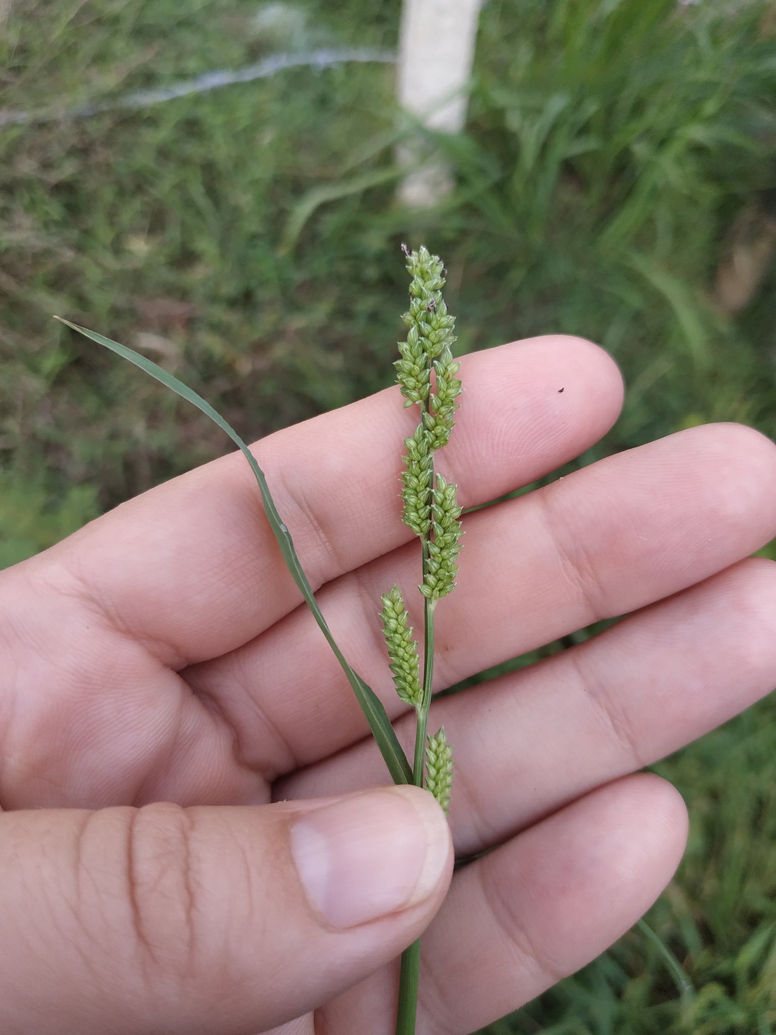 Echinochloa colonum — ảnh 2