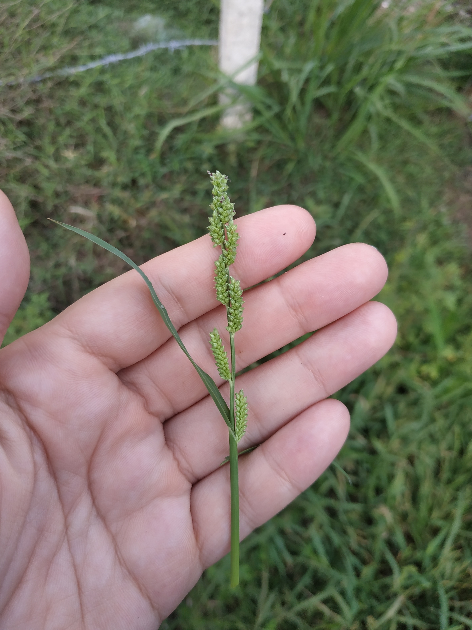 Echinochloa colonum — ảnh 3