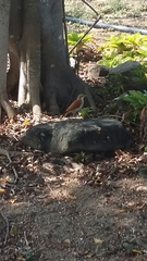 Furnarius leucopus cinnamomeus