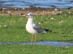 Chroicocephalus ridibundus
