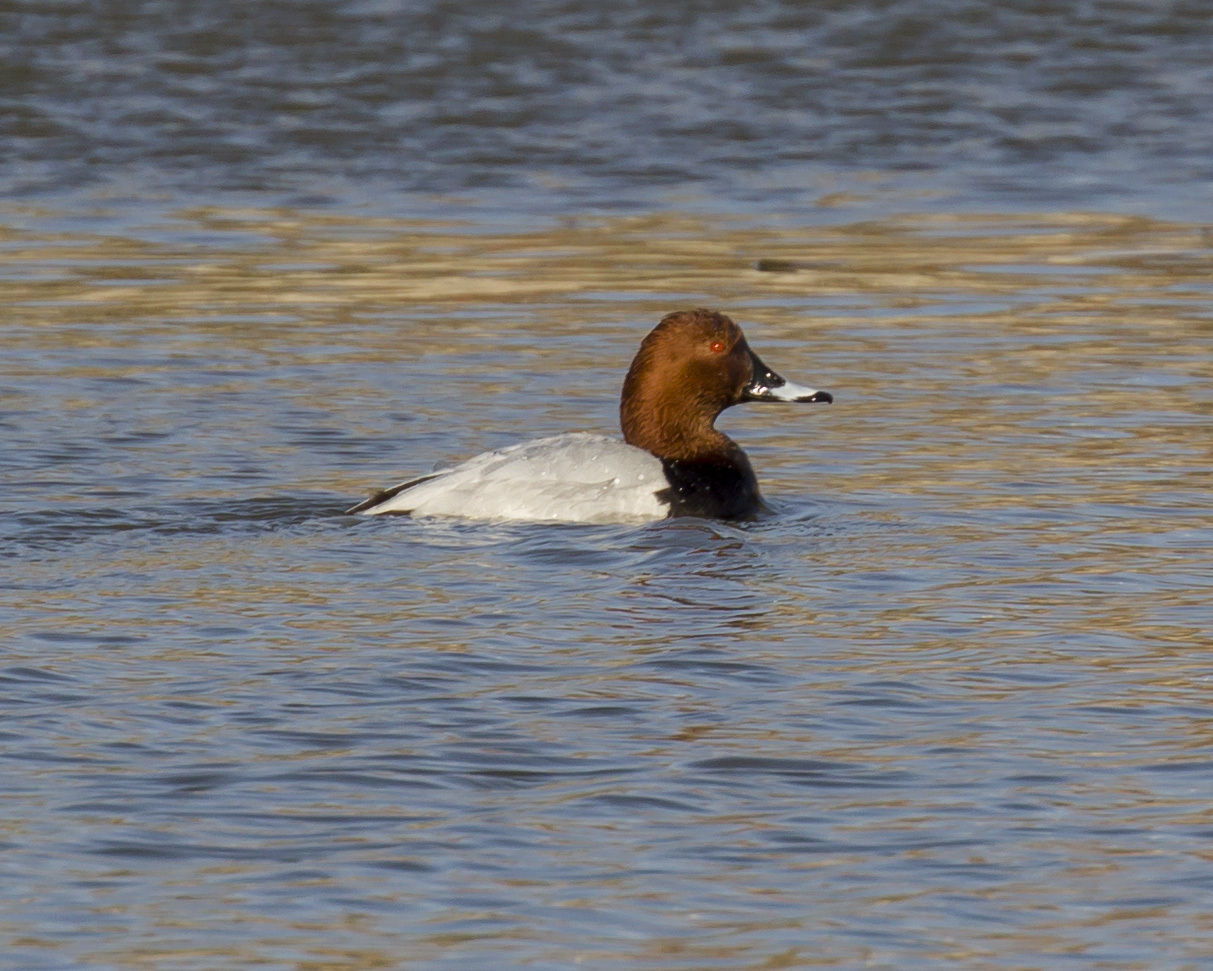 Common Pochard