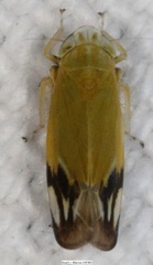 Deltanus bicolor