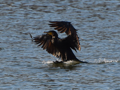 Phalacrocorax carbo
