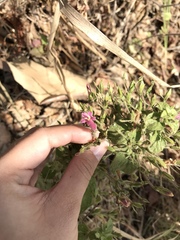 Ruellia floribunda