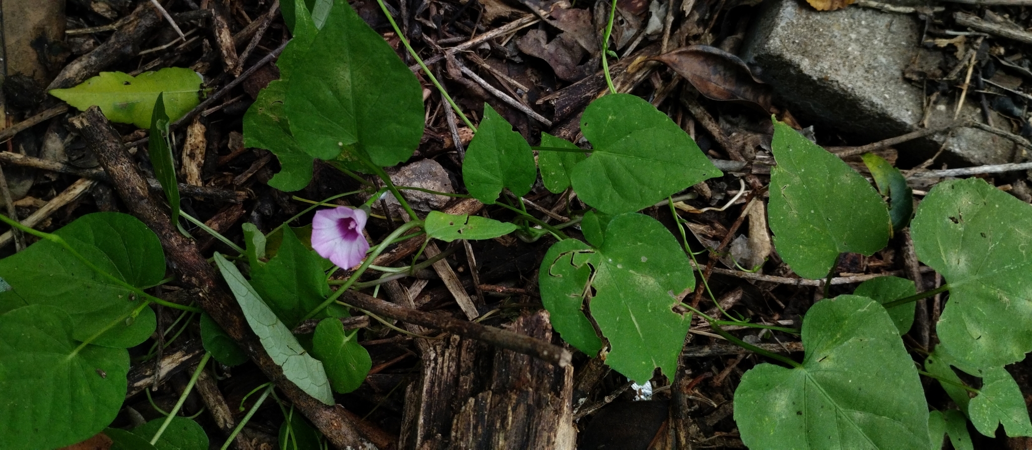 Imagem de Corda-de-viola