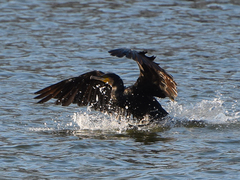Phalacrocorax carbo
