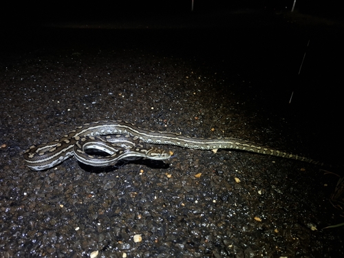 Coastal Carpet Python sighting