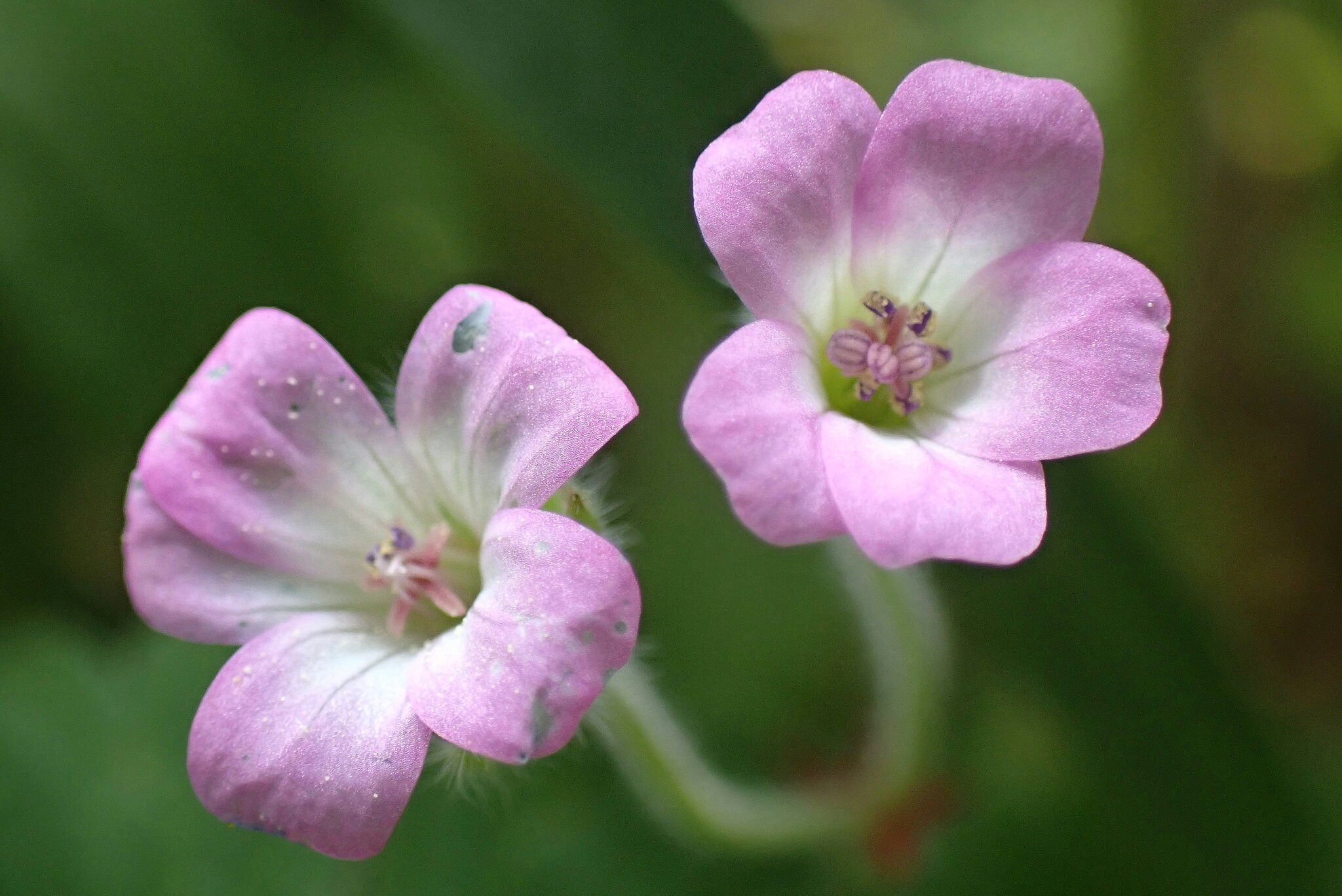 Geranium rotundifolium