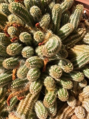 Lobivia silvestrii