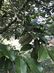 Prunus caroliniana