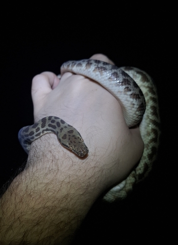 Children's Pythons sighting