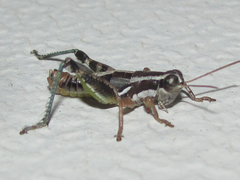 Phaedrotettix palmeri