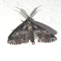 Paectes abrostolella