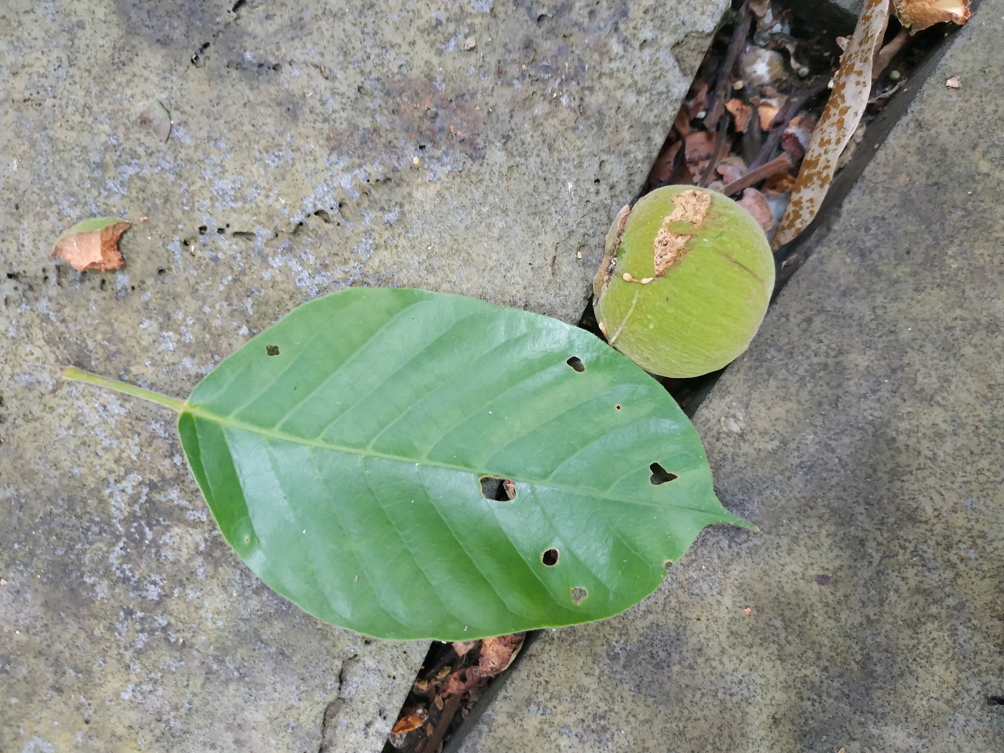 Sandoricum koetjape (Sandoricum koetjape)