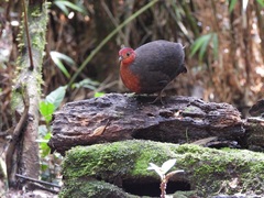 Haematortyx sanguiniceps