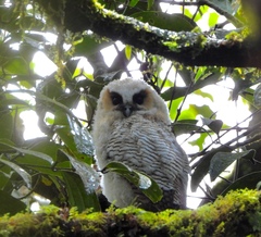 Strix leptogrammica