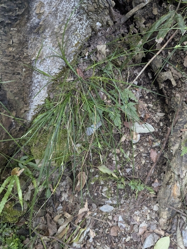 Carex macrandrolepis iNat (1)