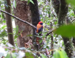 Harpactes whiteheadi