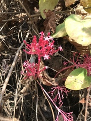 Vasconcellea parviflora