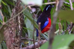 Erythropitta ussheri
