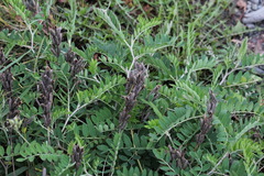 Astragalus schelichowii