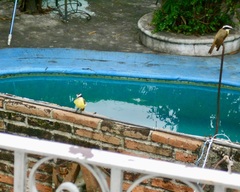 Pitangus sulphuratus