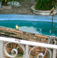 Pitangus sulphuratus