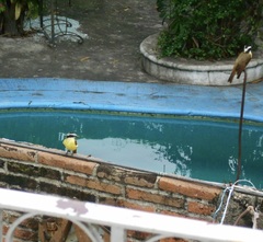 Pitangus sulphuratus