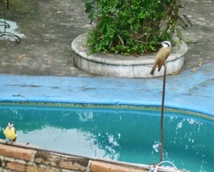 Pitangus sulphuratus