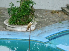 Pitangus sulphuratus