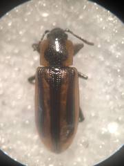 Prasocuris phellandrii