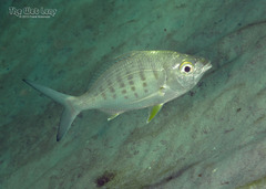 Yellowfin Mojarra photo 4
