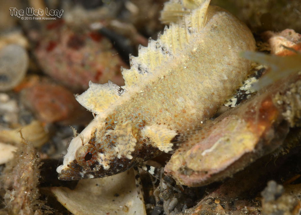 Banded Blenny