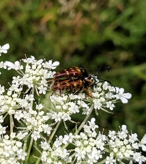 Typocerus velutinus