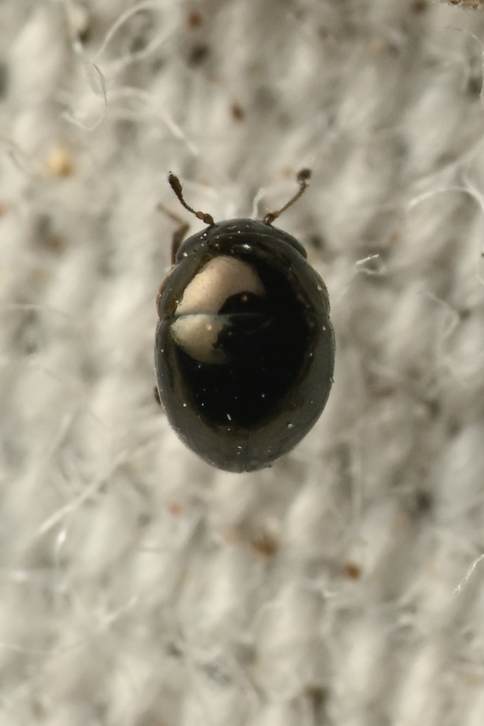 Cybocephalus californicus