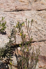 Hermannia aff-denudata