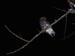 Ninox scutulata borneensis
