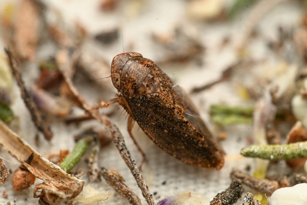 Texananus oregonus