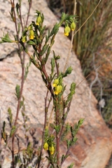 Hermannia aff-denudata